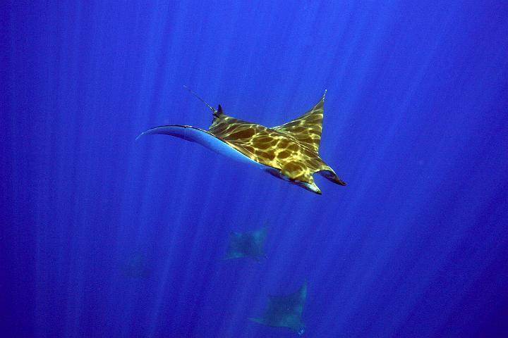 Jamantas 058.jpg
